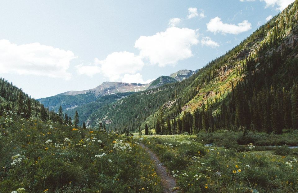 A dirt trail through a wildflower meadow in the Colorado mountains